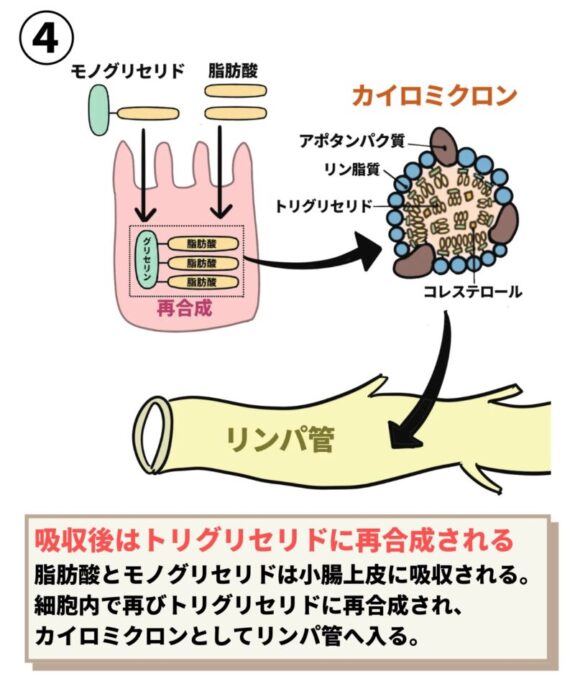 カイロミクロン