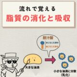 脂質の消化と吸収