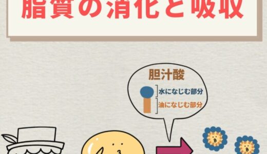 脂質の消化と吸収｜乳化からカイロミクロンまでをわかりやすく解説