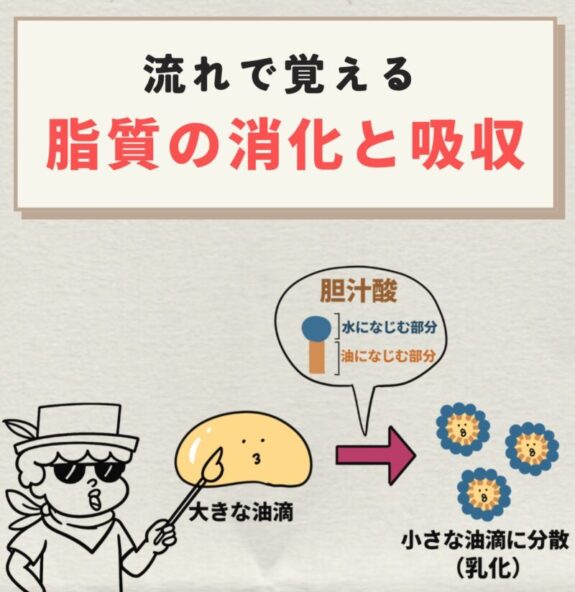 脂質の消化と吸収