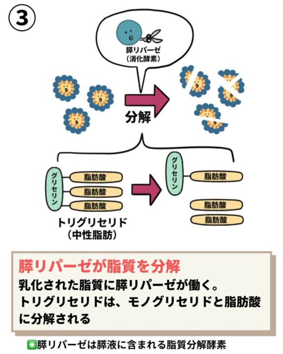 膵リパーゼ