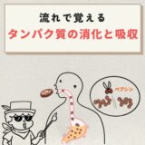 タンパク質の消化と吸収