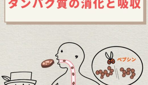 タンパク質の消化と吸収｜酵素と流れをわかりやすく解説