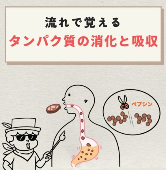 タンパク質の消化と吸収