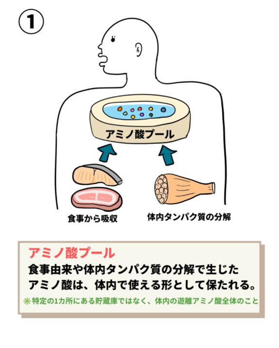 アミノ酸プール