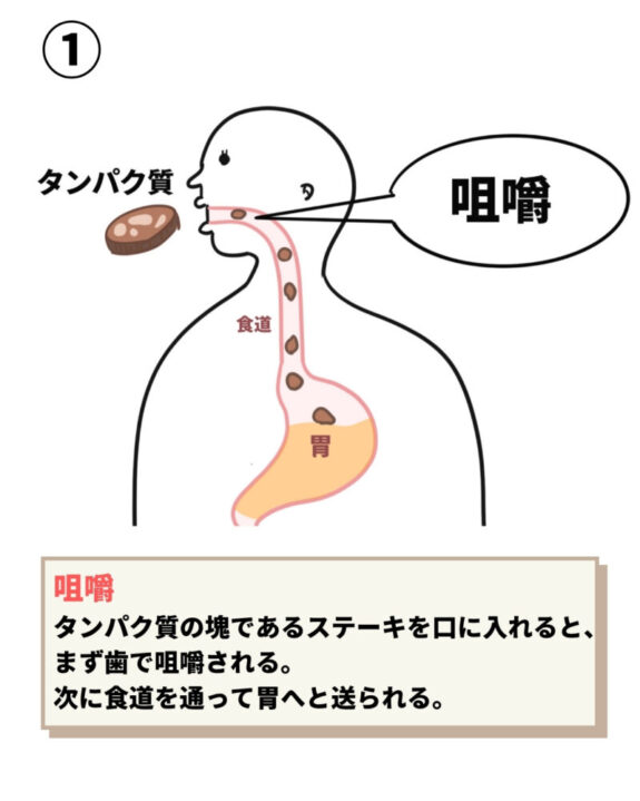 咀嚼