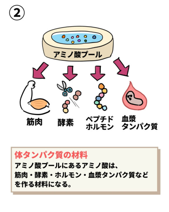タンパク質の材料