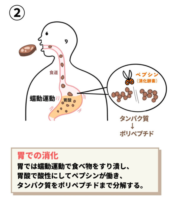 胃の蠕動運動