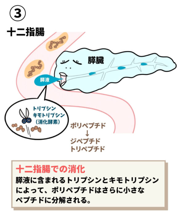トリプシンとキモトリプシン