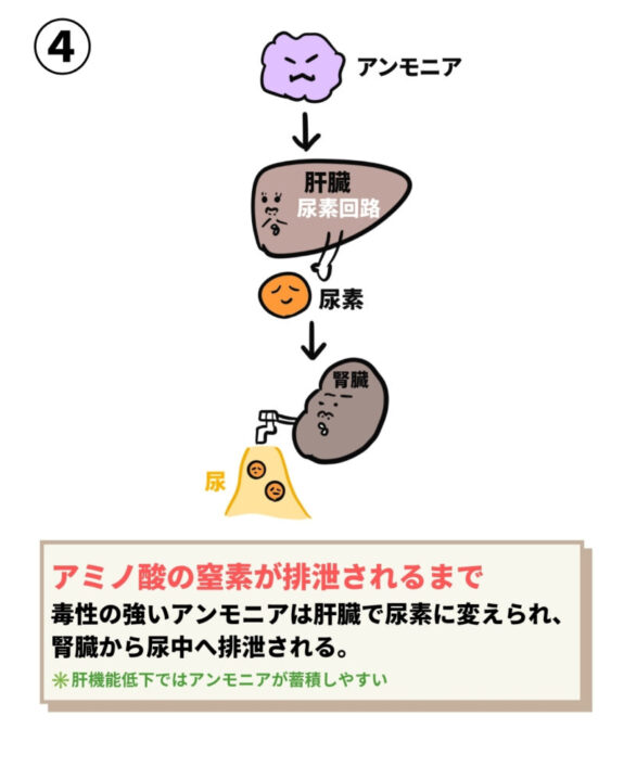 尿素回路