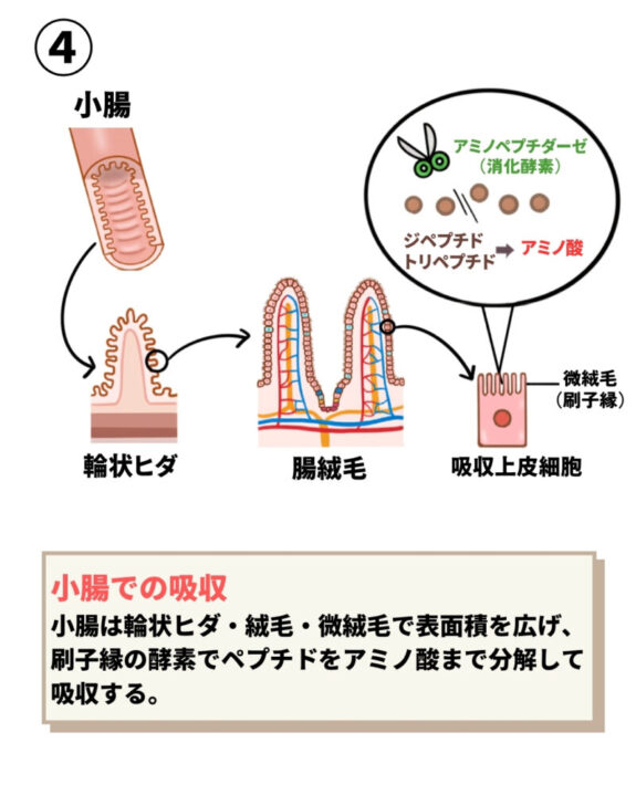 小腸の刷子縁