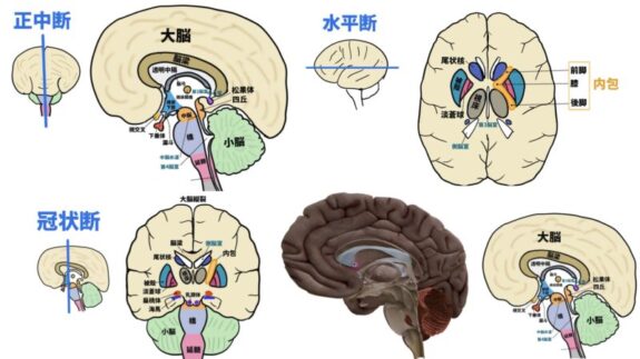 脳の断面図