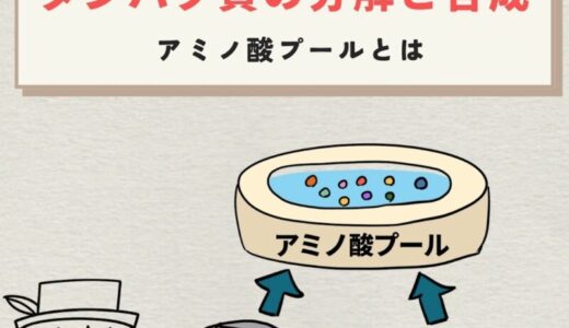 タンパク質の分解と合成｜アミノ酸プールとは