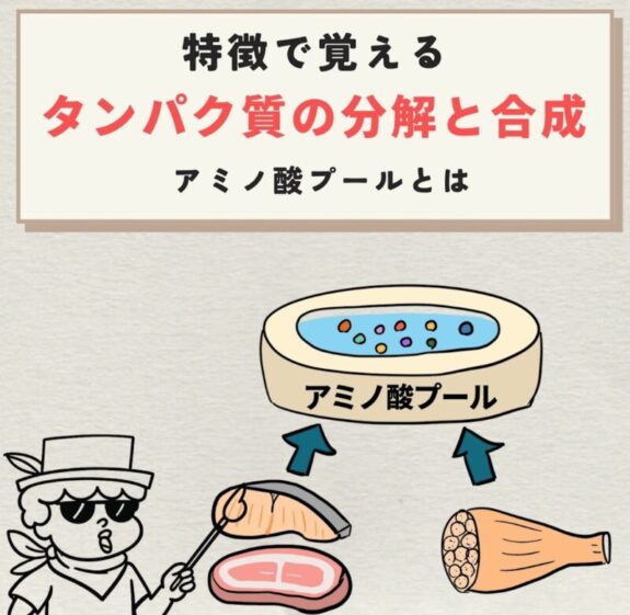 タンパク質の分解と合成